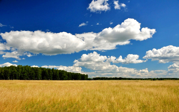 Летний день