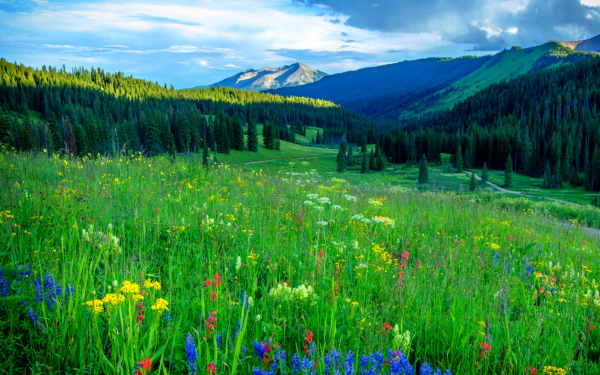 Летняя красота природы