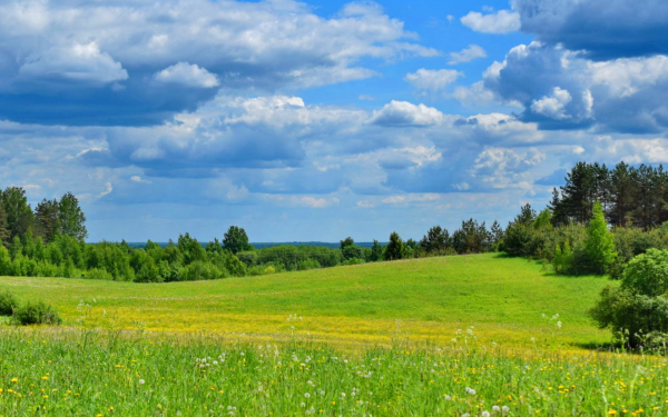 Летняя лужайка