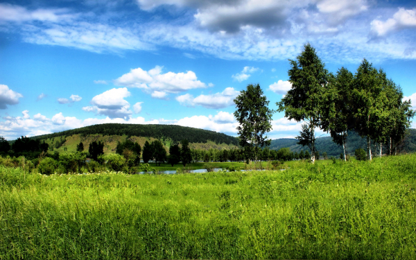 Летняя природа