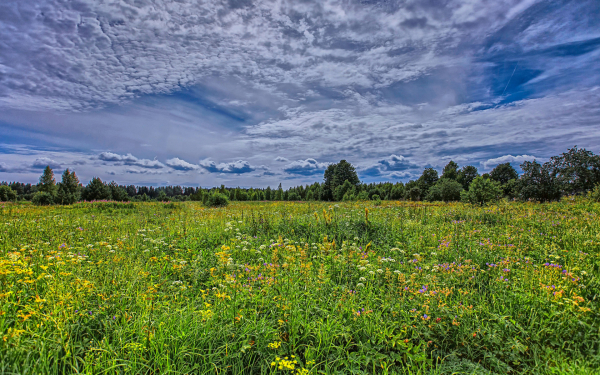 Лето природа