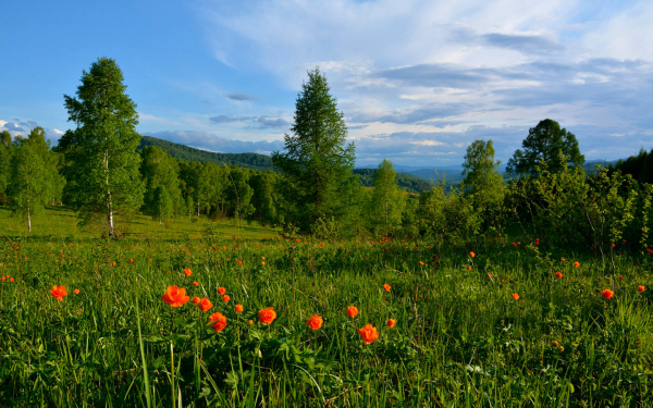 Сибирское лето