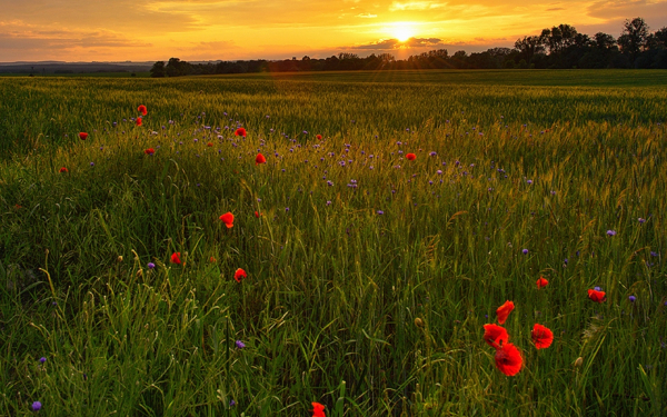 Летний вечер в поле