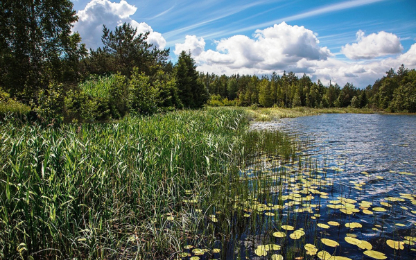 Летний день на лесном озере
