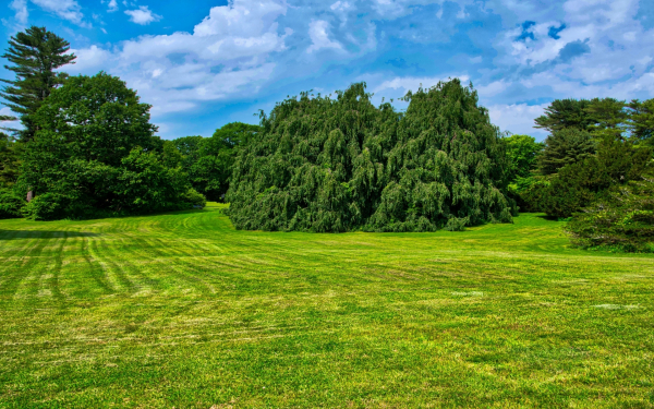 Летняя природа