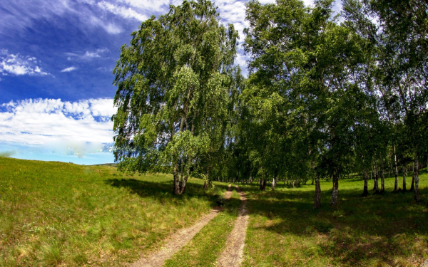 Лето в березовой роще