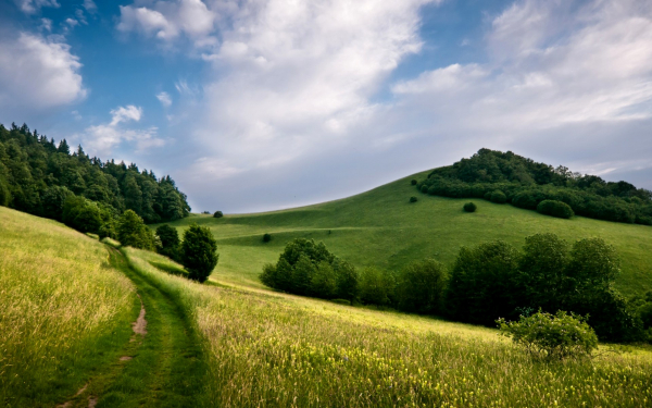 Луга холмы лес лето