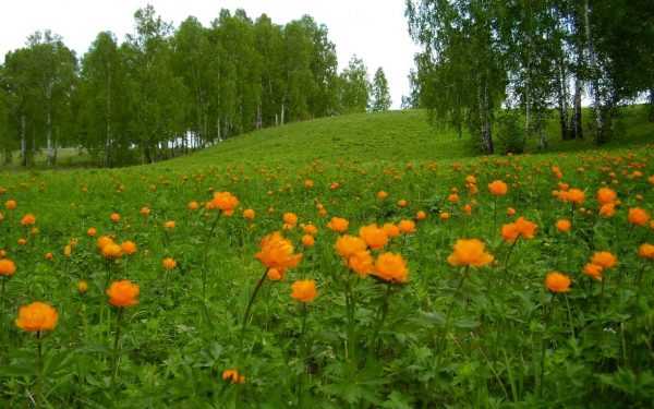 Начало лета в сибири