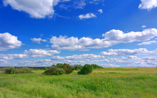 Поле лес облака лето