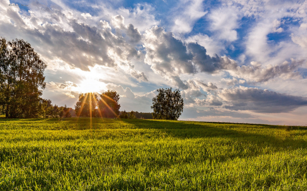 Поле лес утро лето