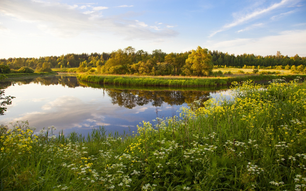 Трава цветы река лес лето