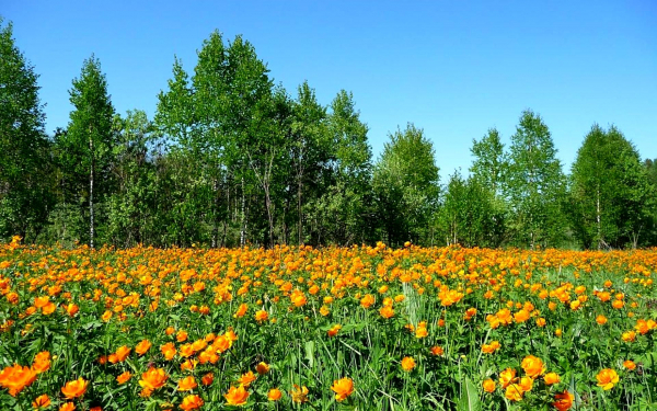 Цветы березы небо лето