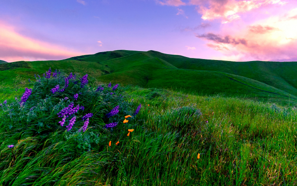 Зеленое лето на холмах