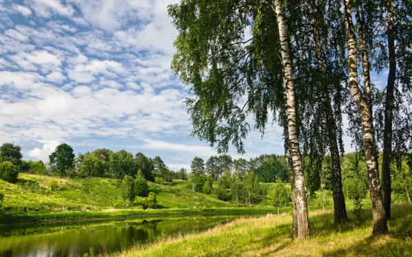 Березы река облака лето