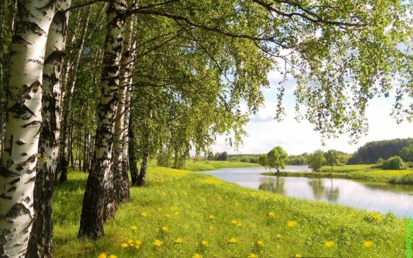 Березы трава река лето