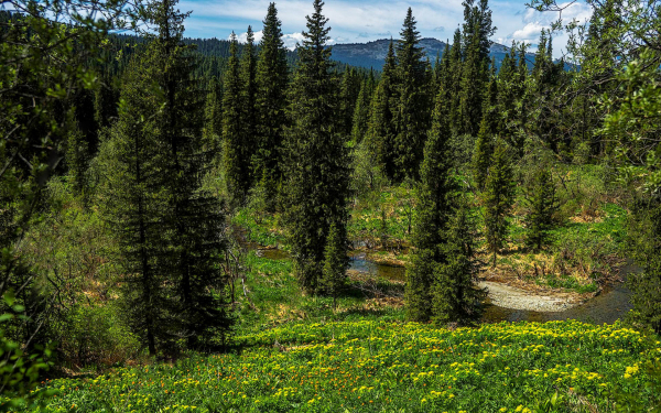 Лето в сибирской тайге