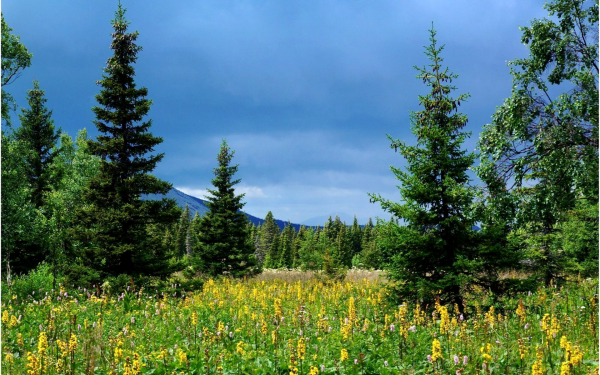 Лето в уральской тайге