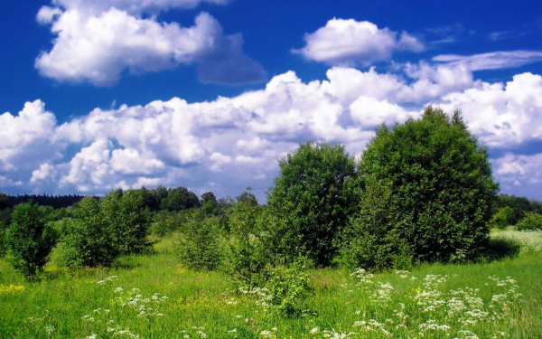 Лето на опушке леса