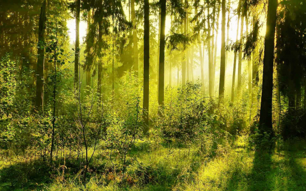 Утро в летнем лесу