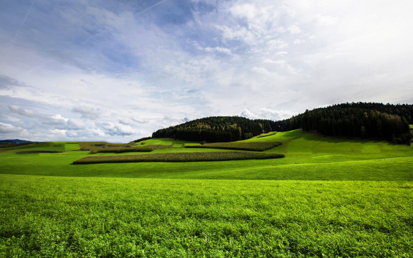 Летние луга