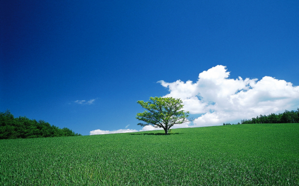 Летняя природа