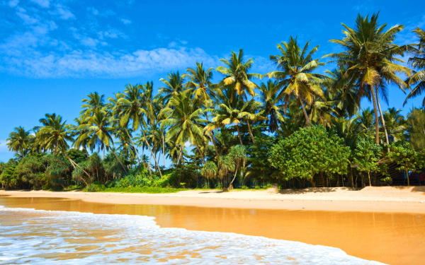 Лето море пальмы пляж