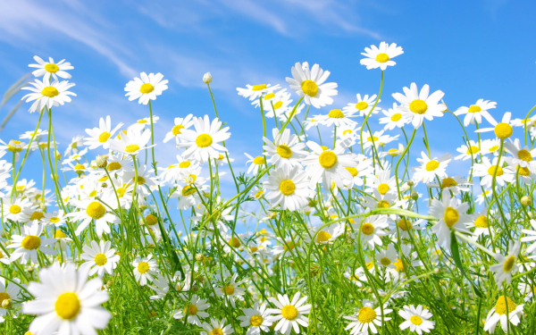 Лето, небо, ромашки