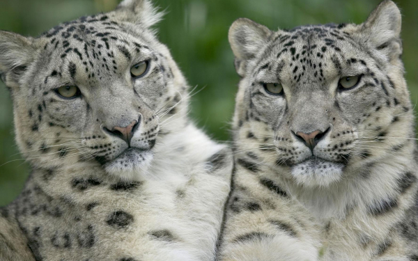 Снежные барсы