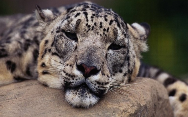 Снежный  барс