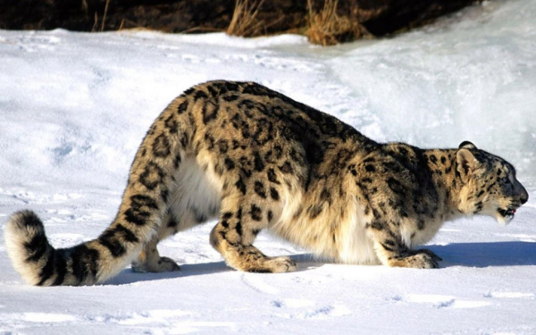 Снежный  барс