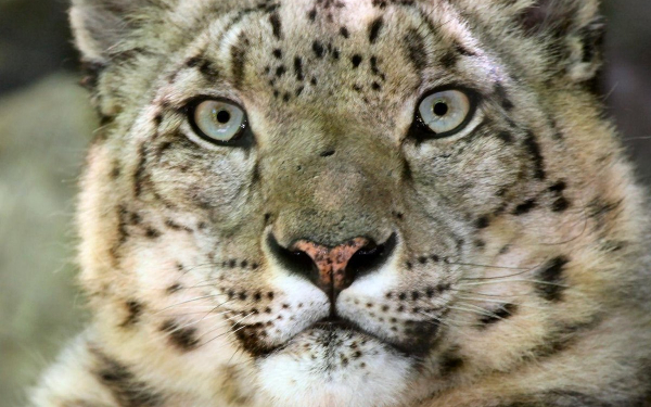 Снежный барс