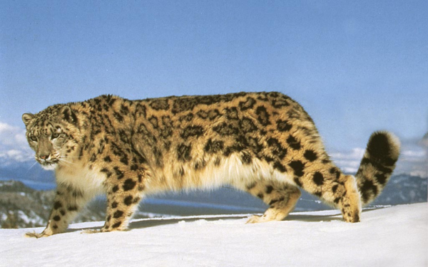 Большой снежный барс