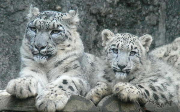 Снежные барсы