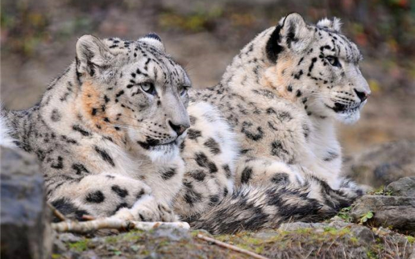 Дикие барсы