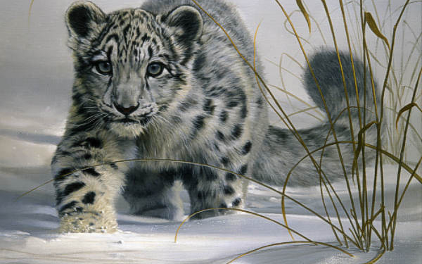 Молодой барс