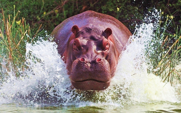 Бегемот входит в реку