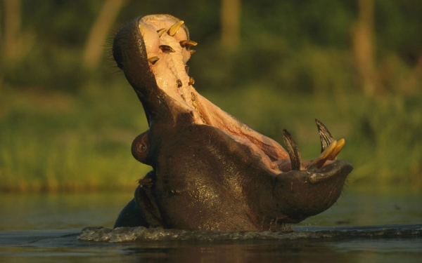 Рев  бегемота