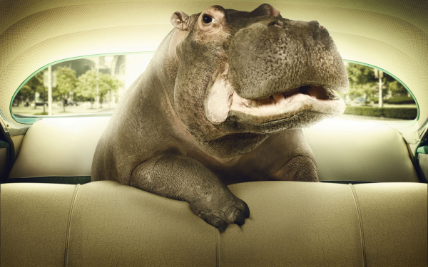Бегемот в автомобиле