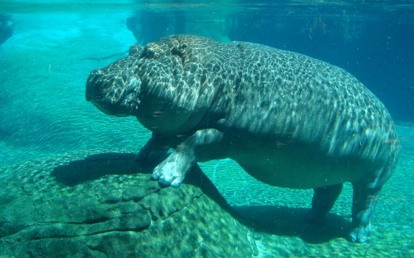 Бегемот под водой