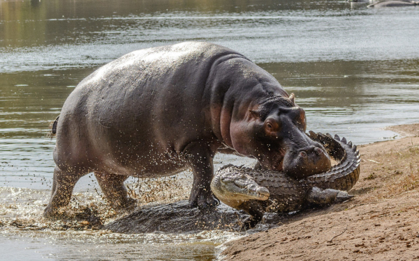 Бегемот атакует крокодила