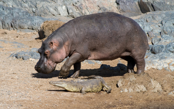 Бегемот и крокодил