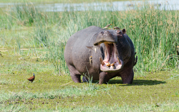 Бегемот на болоте