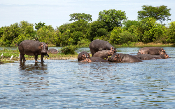 Бегемоты на реке