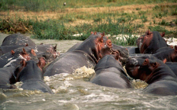 Бегемоты в воде