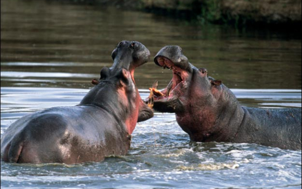 Драка бегемотов