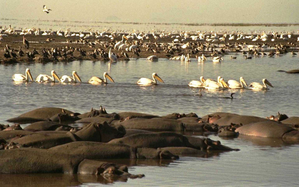 Птицы и бегемоты