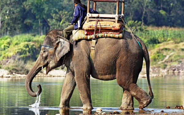 Индия. Слон на водопое