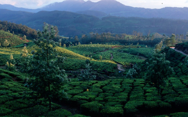Индия. Чайные плантации в Мунаре