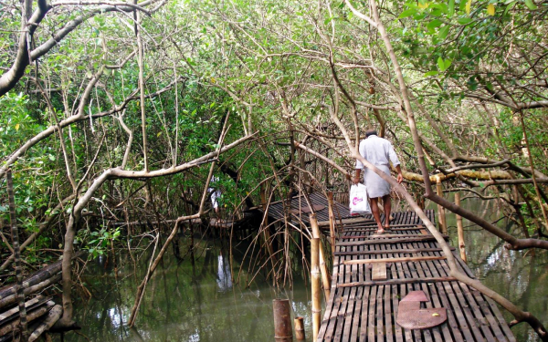 Мангровые заросли на юге Индии