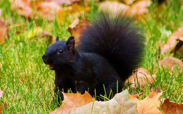 Черная белка